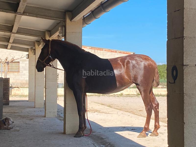 Foto ce97e5af-0400-4644-b81a-341c4ee5e4f7. Finca rústica a Cretas