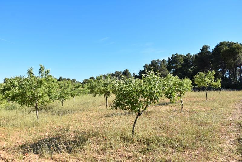 Foto 45252cc7-e219-4fed-bebf-a7bbed02b15e. Finca rústica a Valderrobres