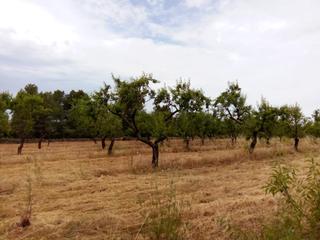 Finca rústica a Arens de Lledó. Finca rústica en arens de lledó
