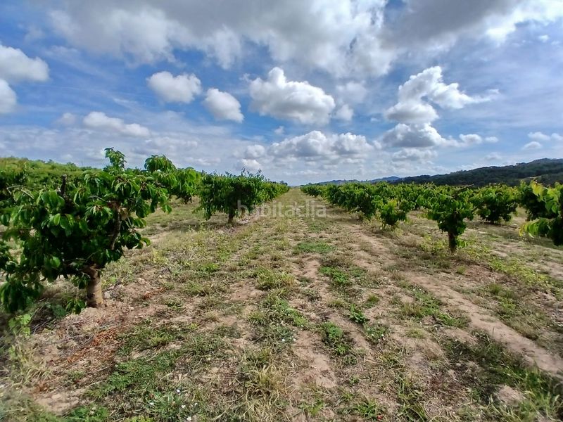 Foto b86cc18d-8ebe-40fa-a026-8975eac0d5b7. Finca rústica a Corbera d´Ebre