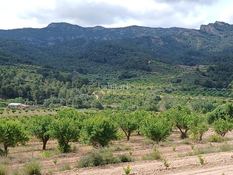 Foto c1d8e17e-97bd-490c-894d-d230dfafdcdf. Finca rústica a Corbera d´Ebre