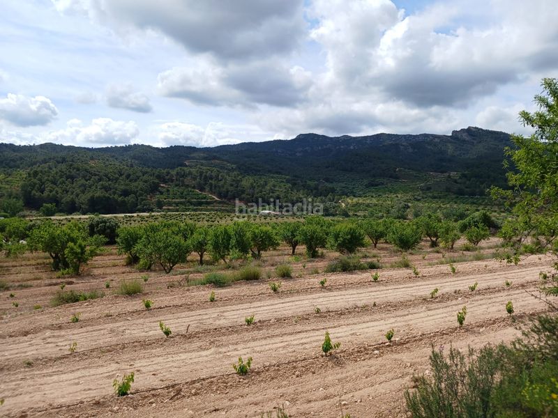 Foto d39ba3b4-557b-4af9-aaea-e281a8f8bf4c. Finca rústica a Corbera d´Ebre