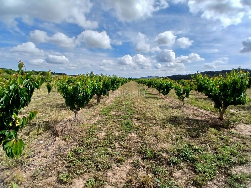 Foto d55cb966-f307-4af0-a419-0374cdcb88b0. Finca rústica a Corbera d´Ebre