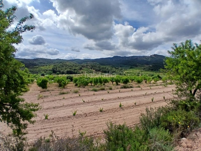 Foto f27791f6-2127-4d8b-9096-8c7f46ece977. Finca rústica a Corbera d´Ebre