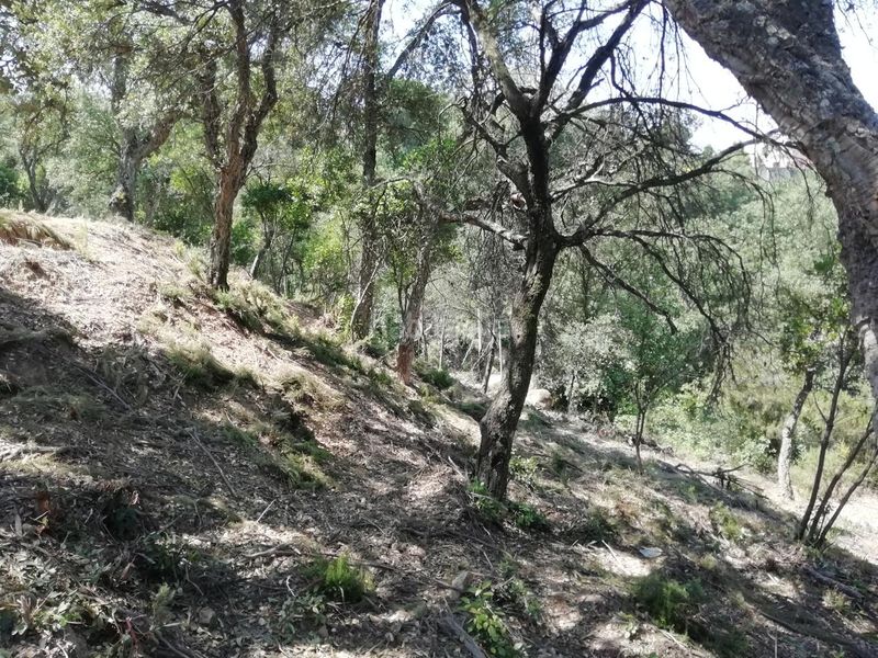 Foto 93230974-27e5-4558-af39-9d65f174f906. Terreny residencial a Sant Celoni