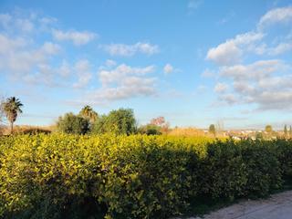 House in Rincón de Seca. Casa con terrezo en la huerta de murcia