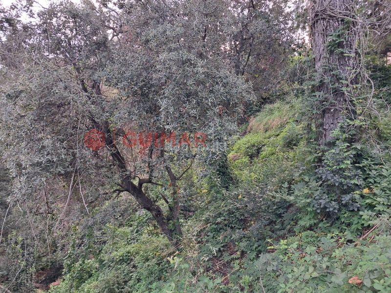 Foto 4137a11f-4ada-47a3-a893-5c51376edf22. Finca rústica a Torrelles de Llobregat