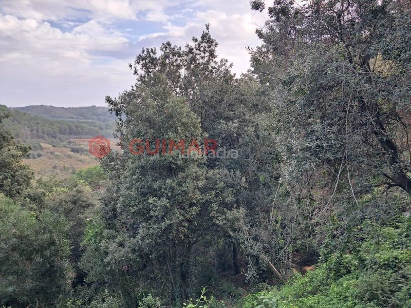 Foto a77b3f6b-7581-4735-b0c6-4a60c0509aca. Finca rústica a Torrelles de Llobregat