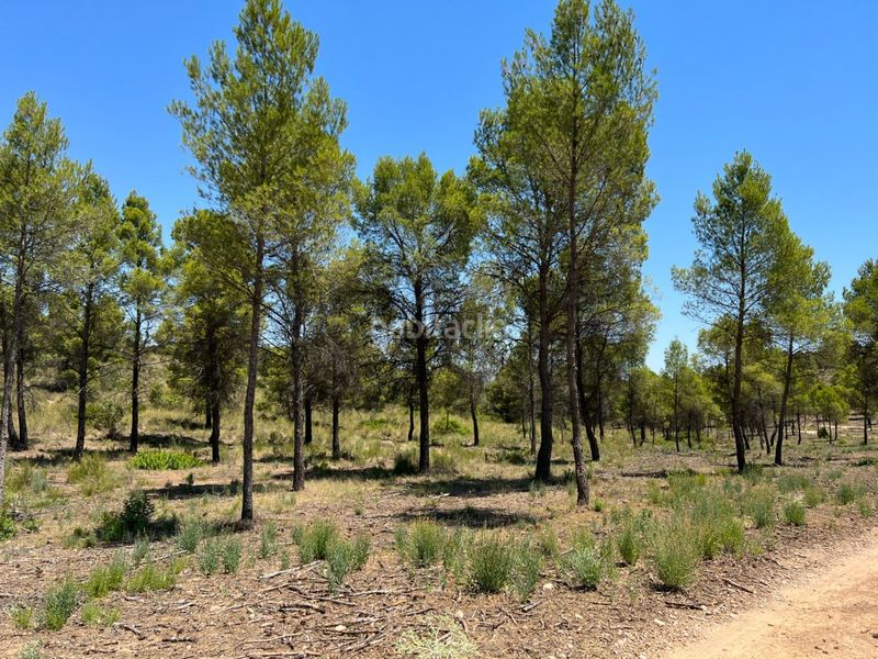 Foto c22ed07b-b73e-497a-8774-1a8f0d409952. Finca rústica a Férez