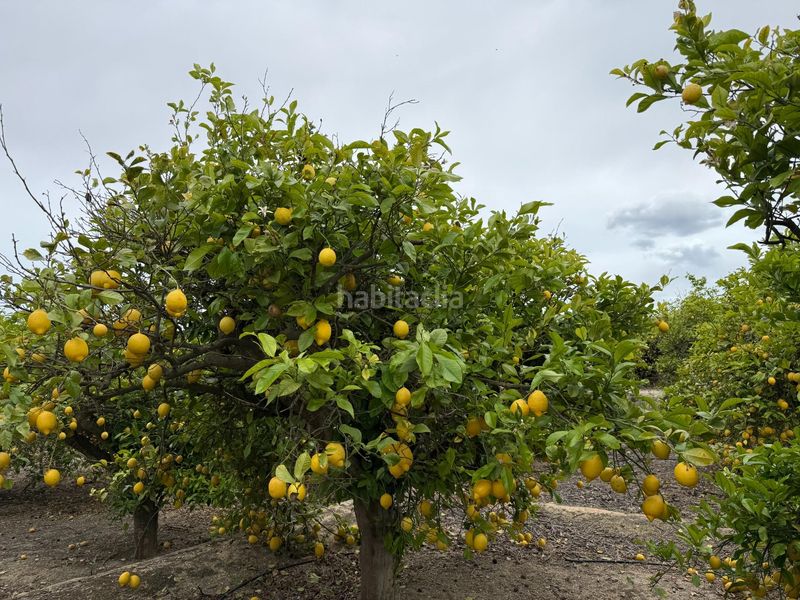 Foto a6cefa5b-bf4b-442e-9e92-b7a9d750a236. Finca rústica a San Miguel de Salinas