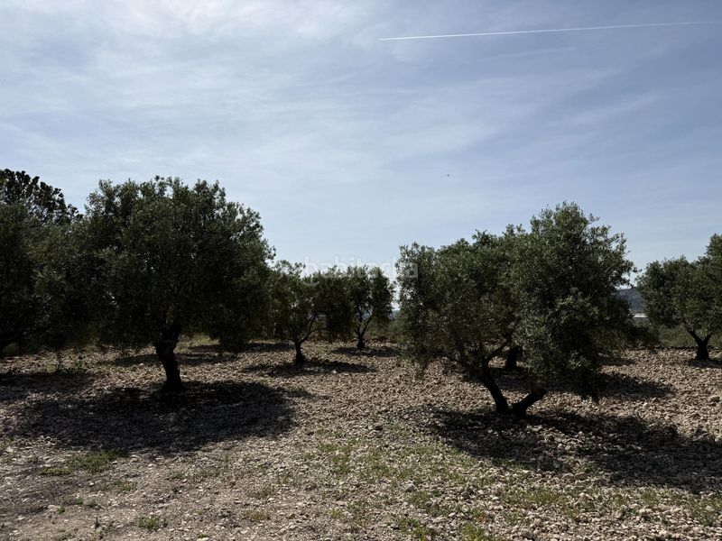 Foto 7ce14b96-d849-4107-aa63-16cd7ffcd32a. Xalet amb aparcament a Novelda