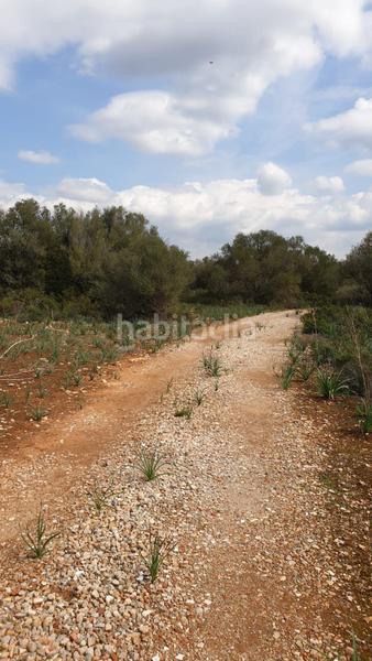 Foto e7d34ded-27ac-46e4-80d3-b5d07f3efdfc. Residential plot in Llucmajor interior Llucmajor