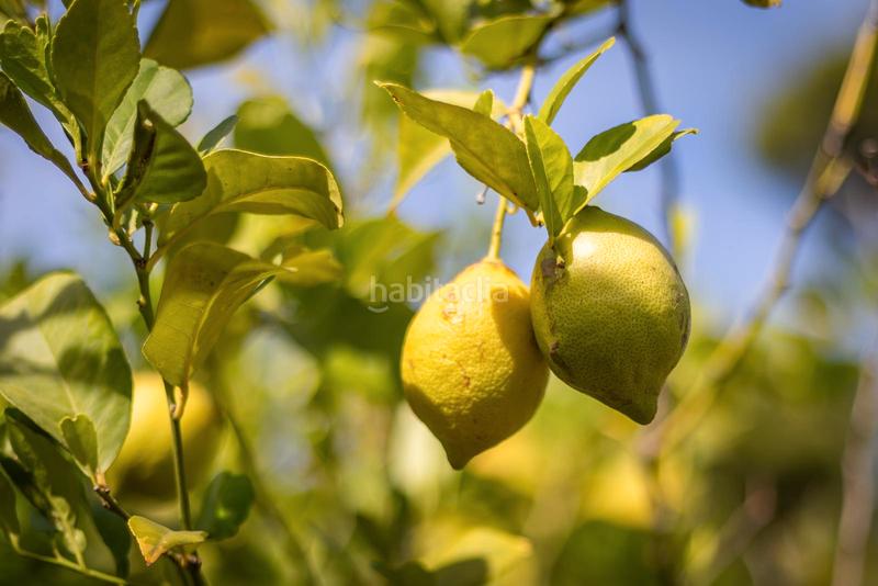 Foto 8218f985-b376-479f-889a-727d995f0c32. Chalet en Pedreguer