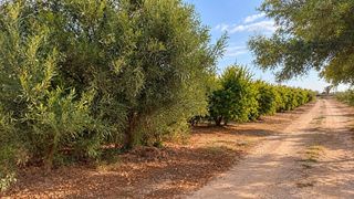 Casa en La Foia - Daimés - Asprella. Encantadora casa de campo en la hoya