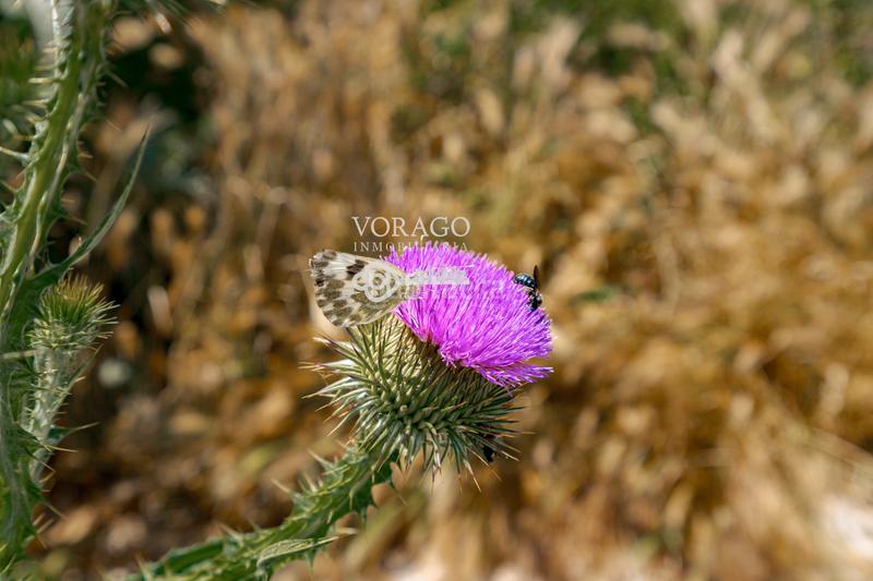 Foto 29cefe9d-f31b-4d78-999f-1b5473f0f3bb. Haus in Irueste