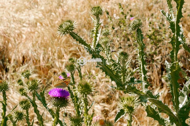 Foto 5c956580-4c65-4c96-a654-92917b5bfaf7. Haus in Irueste