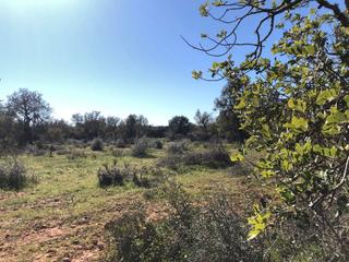 Rural plot in Porreres