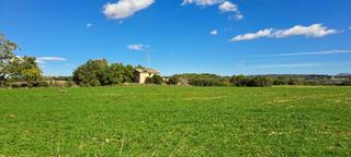 Finca rstica a Petra. Hermoso terreno rural en petra con aproximadamente 245.000 m2 de