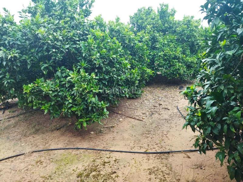 Foto 9ebaa167-584a-4541-b635-a9342ba9192c. Casale in Bonavista-Lago San Lorenzo Cullera