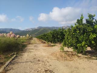 Terreny residencial a Favara. Situado en favara, entre campos de naranjos encontramos esta fin