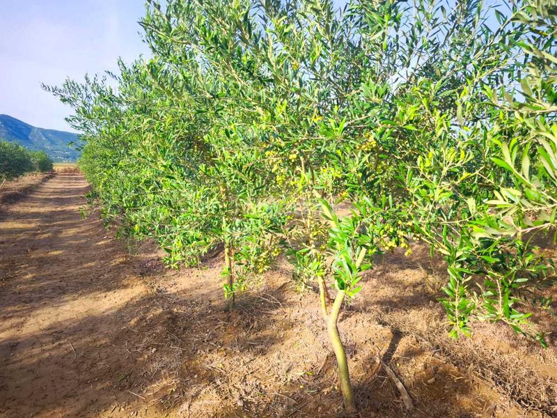 Foto 3814522f-fa62-46b7-bc6e-81f1a87f5839. Terreny residencial a Fortaleny