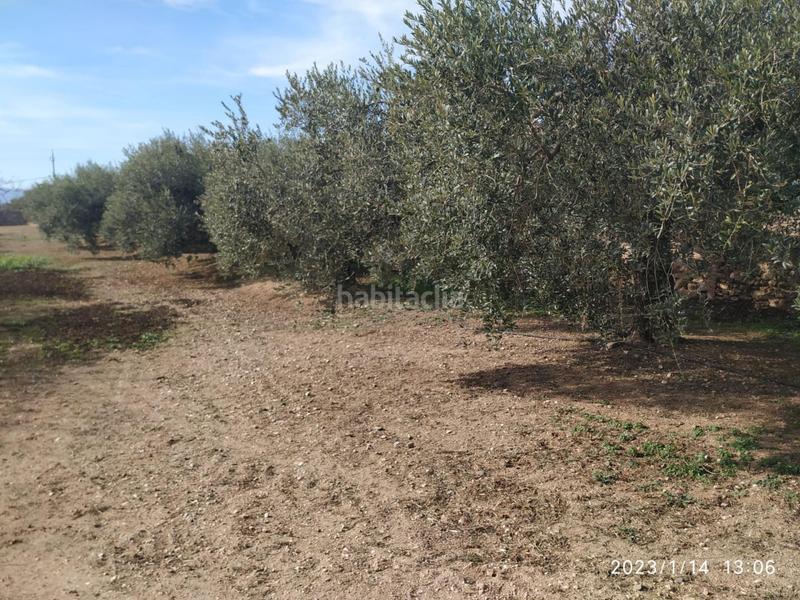 Foto f291f217-57cd-41e3-a273-7a289ebc372e. Terreno residenziale in Riudoms