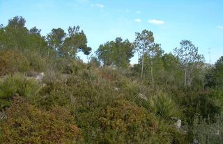 Terreno residencial en Avinyonet del Penedès. Amplio terreno/urbano en avinyonet