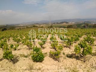 Finca rústica a Els Monjos. Finca rústica con viñedos y olivar en el alt penedès do penedès