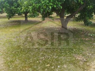 Terreny residencial  N/a. Terreno rstico en forn de carrascosa