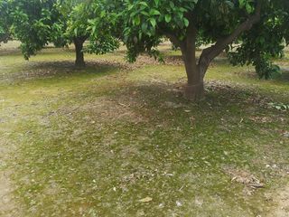 Residential Plot in Urbanitzacions i Pedanies Nord. Campo naranjos en forn de carrascosa
