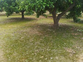 Terrain résidentiel à Urbanitzacions i Pedanies Nord. Ponemos a la venta terreno rústico de 5162 m2 en el forn de carr