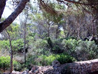 Terreny residencial a Cala Morell. Solar en cala morell