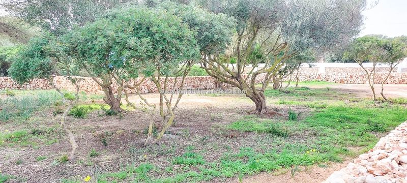 Foto f3c55e2e-8baa-43a6-865e-06ca9a5888f0. Finca rústica a Ciutadella Ciutadella de Menorca