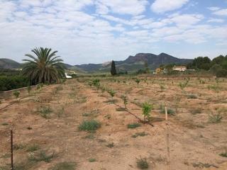 Finca rústica a Albalat dels Tarongers. Terreno rústico en producción 9930m2