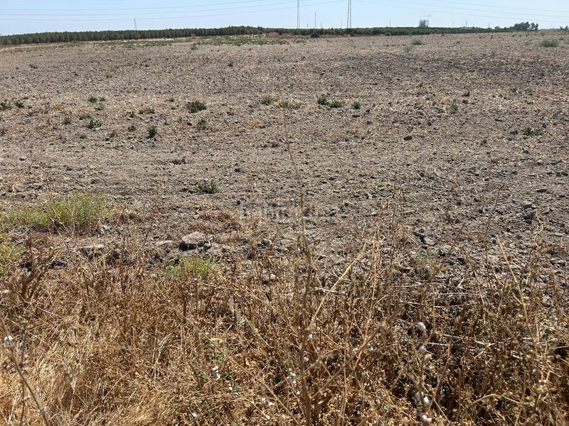 Foto 5c7d1a39-0f23-483f-9d44-83cf6124d8e5. Terreno residencial terreno rústico en Pedanías Norte Utrera