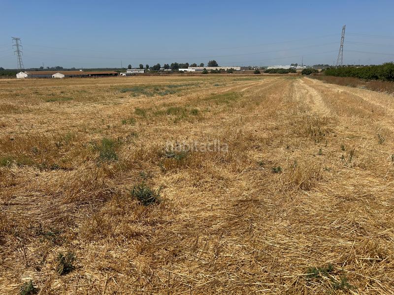 Foto 9f4196c8-5215-4479-b9f3-6a0ec5e716fb. Terreno residencial terreno rústico en Pedanías Norte Utrera
