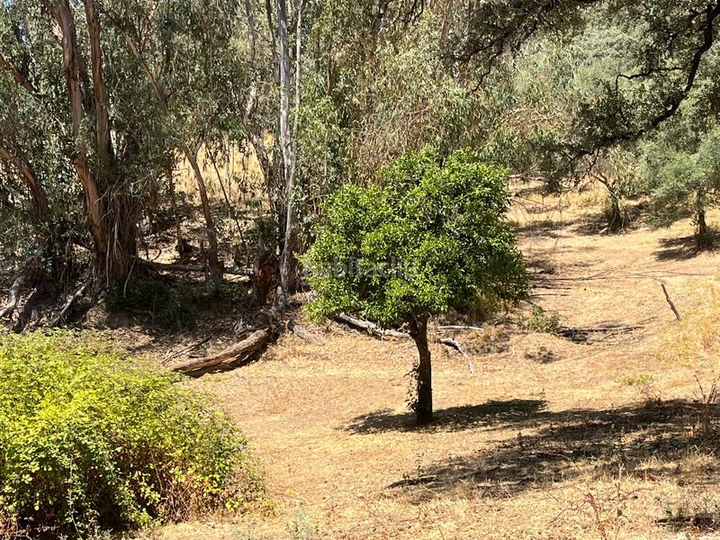 Foto 0dcfcdec-34f5-4e8e-8787-d6c3d78d0742. Finca rústica a Linares de la Sierra