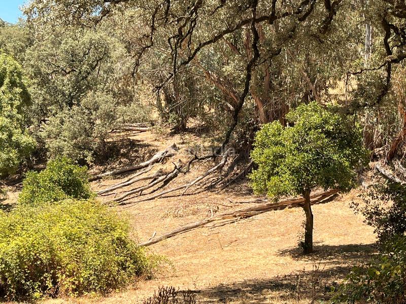 Foto 18c9ded6-d727-42f8-9e99-873358d694ed. Finca rústica a Linares de la Sierra