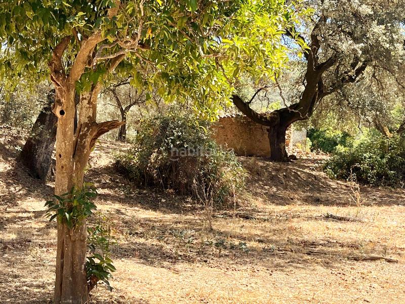 Foto 63972e6e-8be3-4449-a8c3-e44b16c27bd2. Finca rústica a Linares de la Sierra