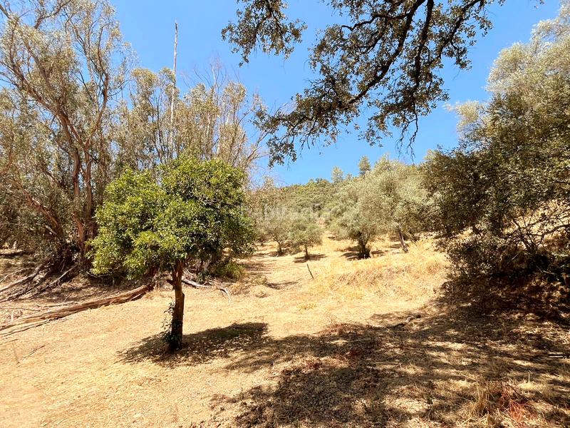 Foto dc8c6294-3da2-425d-b915-c98e189d687e. Finca rústica a Linares de la Sierra