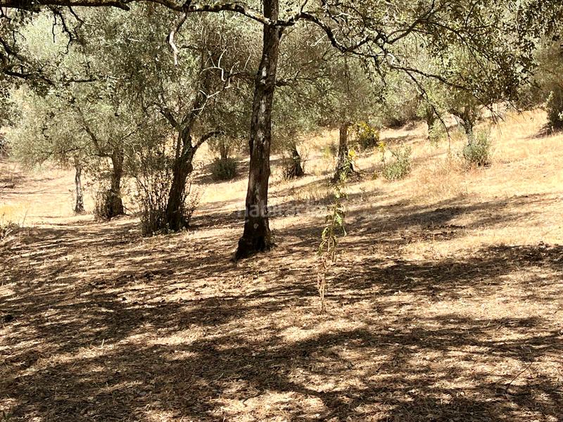 Foto fc9fd3d7-61d5-4e09-9a75-73a52524c180. Finca rústica a Linares de la Sierra