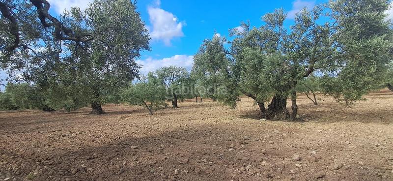 Foto be83d9b2-1e5a-4a63-badd-657ebe3e5946. Fondo rustico in Pedanías Norte Utrera