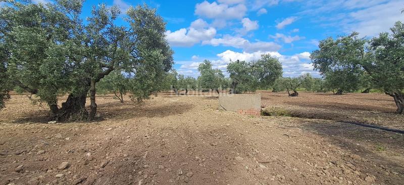 Foto 61c3c924-719c-4be5-b734-afa2b0ff4fd8. Landgut in Pedanías Norte Utrera