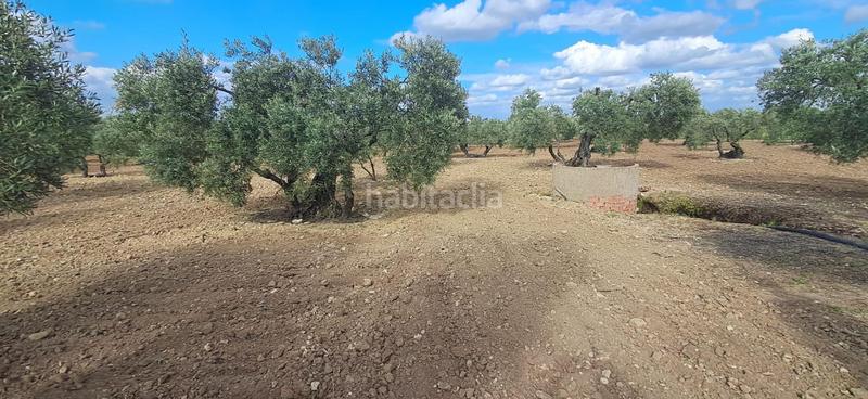 Foto 756f77c3-fda3-4adc-963f-aa84c2e808c7. Finca rústica a Pedanías Norte Utrera