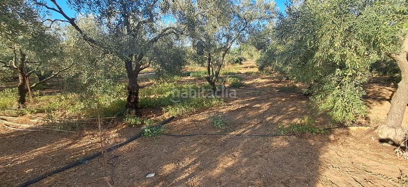 Foto c7234fc6-9e4c-4eda-8d73-fb2f0be5b748. Casa amb aparcament piscina a Pedanías Norte Utrera