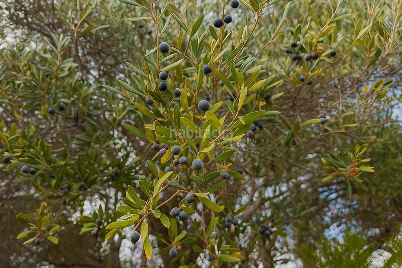 Foto 4fa2bafb-3acf-4834-9283-35e154275180. Chalet mit parking pool in Hipódromo - Cerrado del Águila Mijas