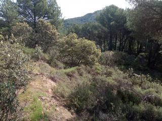 Residential Plot in Las Jaras. Terreno en las jaras !!!!