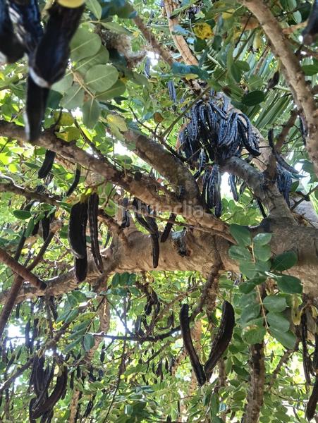 Foto e50f63cd-7b02-431d-ba4e-cc4d05398cc0. Wohngrundstück in Benajarafe