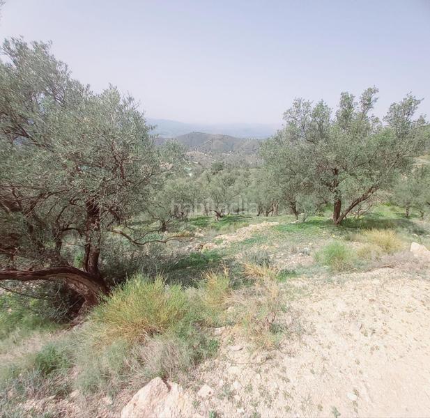 Foto 38e4e8ea-306d-47b8-875f-53a645a7b2bd. Finca rústica terreno rustico en venta ! en Canillas de Aceituno