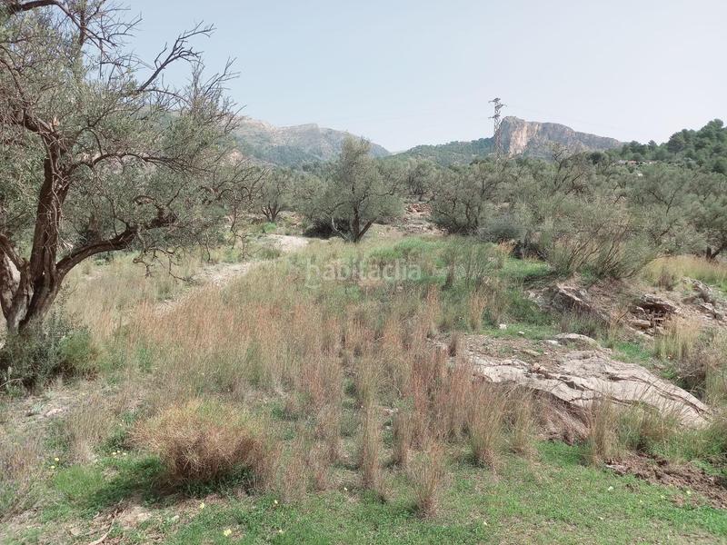 Foto 39006270-377c-4436-ab95-a58f416dcf90. Finca rústica terreno rustico en venta ! en Canillas de Aceituno